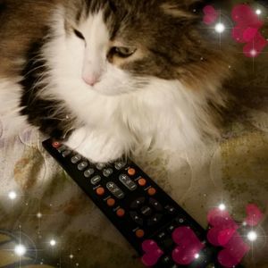 Meet your Posher, Evelyn